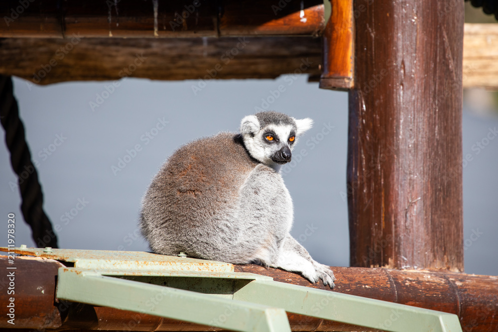 Fototapeta premium Ring-tailed Lemur Resting Wooden Structure Outdoors