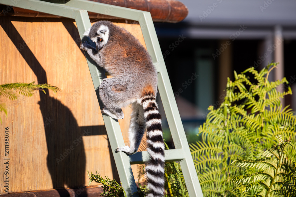 Fototapeta premium Ring-tailed Lemur Climbing Ladder Nature Habitat