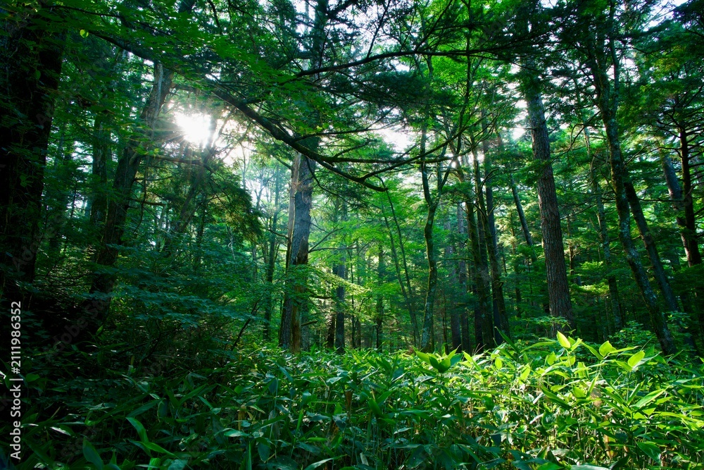 Fototapeta premium Sunlight Through Forest Trees