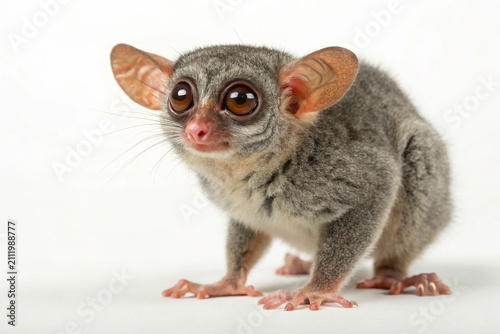 Obraz na płótnie A wide-eyed tarsier gripping a branch,