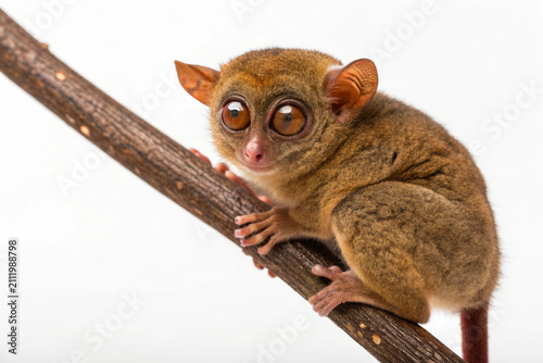 Obraz na płótnie A wide-eyed tarsier gripping a branch and peering curiously at the camera against a white background
