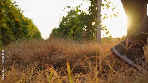 Static video of a slow-motion smooth passage of one man in dark trouser legs in a field next to a grape plantation from low angle. Ecotourism, farming, agriculture footage