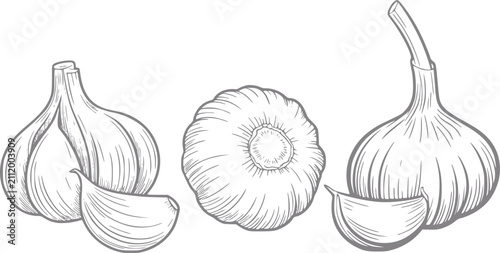 Canvastavla Dibujo a mano de bulbos y dientes de ajo frescos aislados sobre un fondo blanco