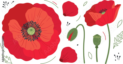 Картината върху платно Vibrant red poppy flower vector set featuring open blooms, wild field poppy head, seed pod capsule, green bud, and single falling petals isolated on white