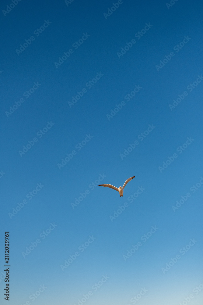 Obraz premium White seagull gliding through a vibrant blue sky