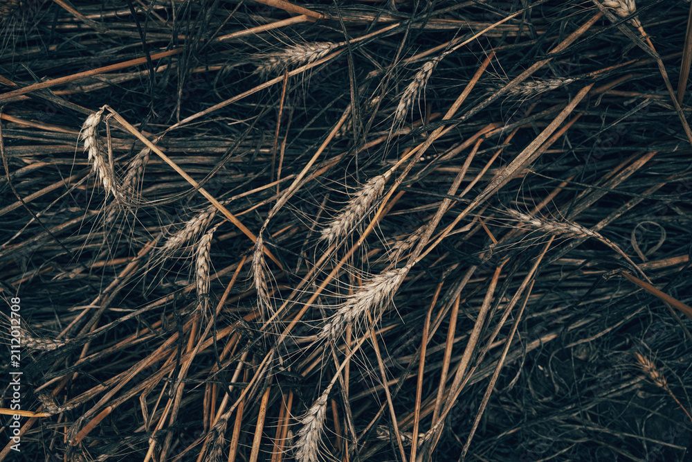 Obraz premium Detailed full-frame background pattern of harvested golden and brown grain crops, dry hay, and wheat stalks on a field.