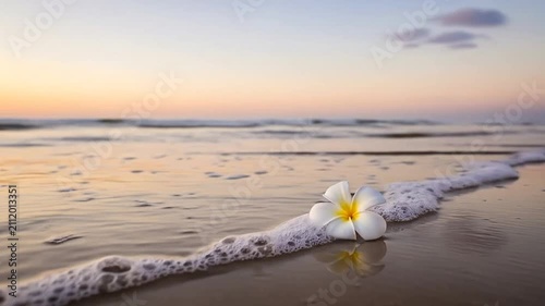 A single white tropical flower rests on the wet sand at sunset