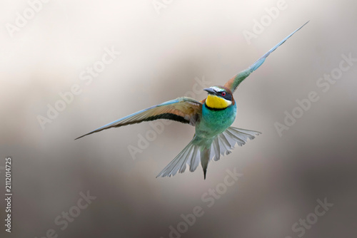 European bee eater in flight