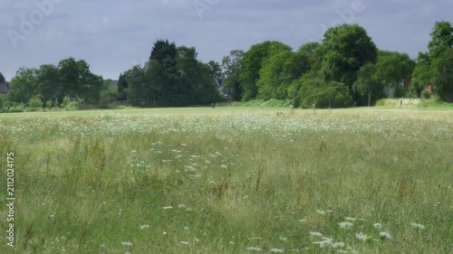 Summer Wildflower Meadow at Pebble Mill Fields Birmingham.
Lush green grass and white wildflowers swaying in the breeze at Pebble Mill playing fields, located near the River Rea in Birmingham, UK.