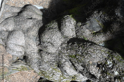 Canvastavla A closeup view of the gnarly roots of a massive ancient tree high up in the Piri