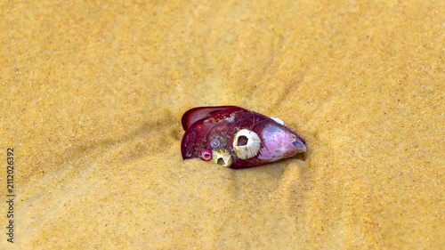 Purple pink seashell resting on tropical sandy beach shoreline Brazil today.
