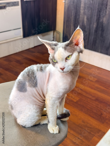 Fotografía Devon Rex cat perched on stool, indoor lifestyle portrait