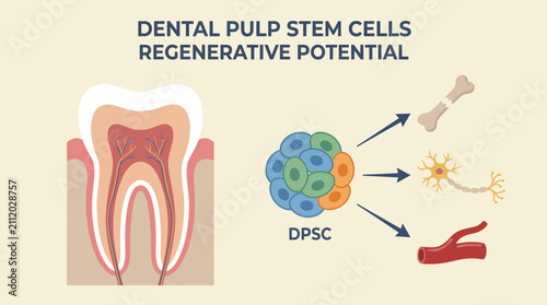 Bild auf Leinwand Dental Pulp Stem Cells Regenerative Potential