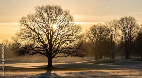 Bare tree silhouette against golden sunrise in snowy landscape with soft fog and gentle light.
