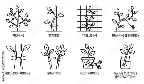 Plant care techniques pruning staking trellising training girdling grafting root pruning cuttings.