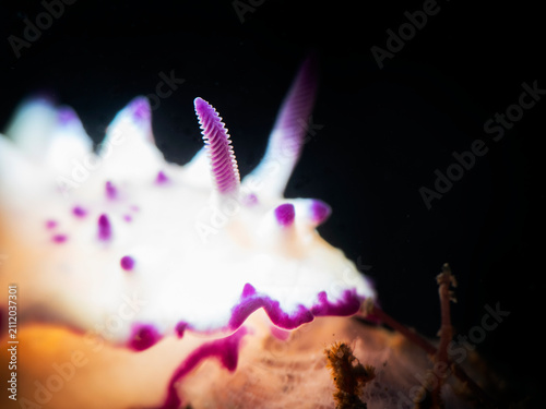 Bumpy Mexichromis in the bright light