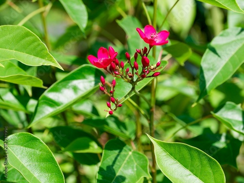Cuadro en lienzo Coral plant or Spicy jatropha (Jatropha integerrima) adorned with decorative red