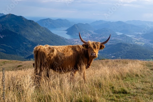 Εκτύπωση καμβά Aussicht auf Lugano von der Capanna Monte Bar mit Kuh – Alpweide im Tessin bei T