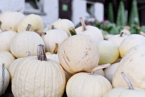 Schilderij op canvas Large cream white colored pumpkins for sale at market