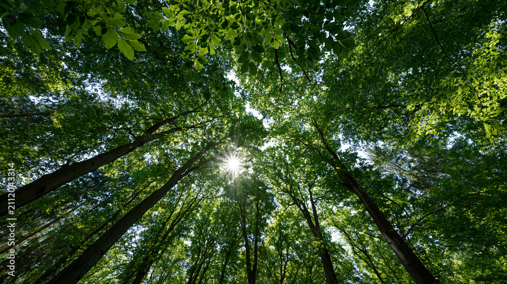 Fototapeta premium Lush forest canopy viewed from below with sunlight filtering through green leaves, natural conservation and fresh air concept, with copy space