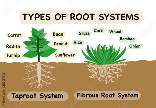Foto Types of root systems educational illustration showing taproot system and fibrous root system with labeled plant examples