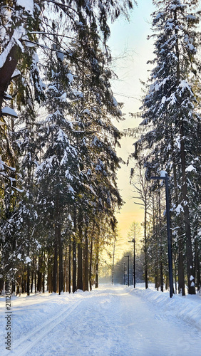 Russian winter forest