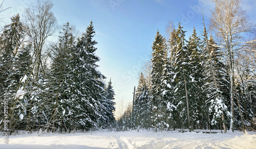 Winter russian forest