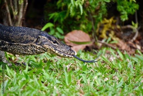 Obraz na plátne Asian water monitor lizard (Varanus salvator) flicking its forked tongue while w