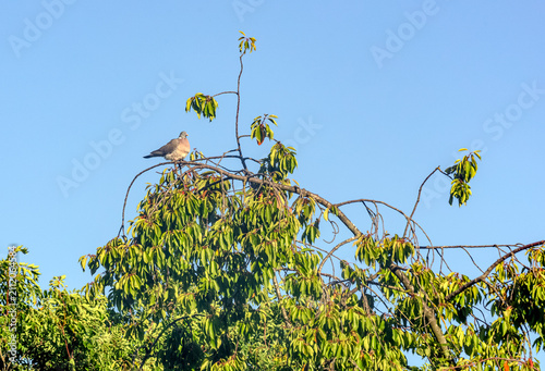 Quadro su tela Un pigeon posé en haut de l'arbre