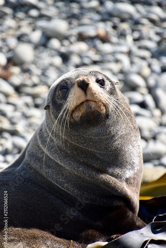Close-up portrait of a New Zealand fur seal (Kekeno) on the pebble beach at Bushy Beach, Cape Wanbrow
