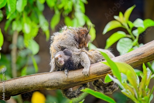 Foto grooming marmosets