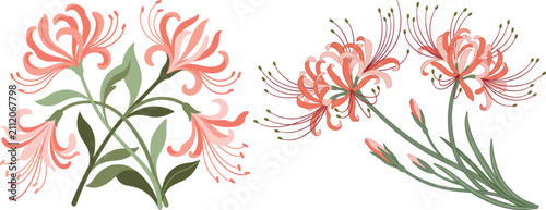 Red spider lily flowers in bloom artistic botanical illustration with plant life