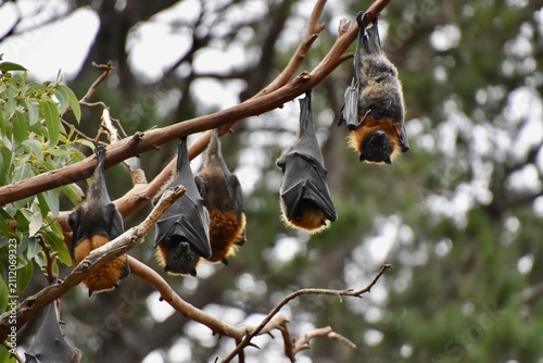 Canvas Print Colony of grey-headed flying foxes roosting upside down