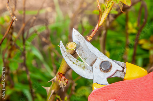 Fotografie Gardener's hand pruning a thorny rose bush with sharp shears