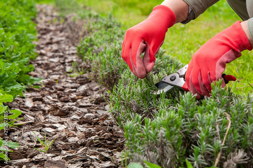 Gardener's hands in red gloves trimming lavender bushes with pruning shears