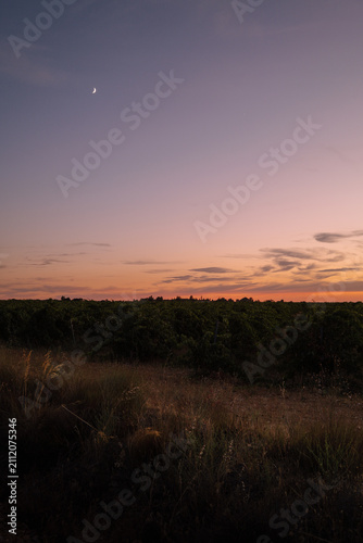 Canvas Print Atardecer en un viñedo de Castilla y León