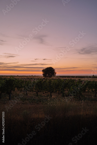 Fotografía Atardecer en un viñedo de Castilla y León