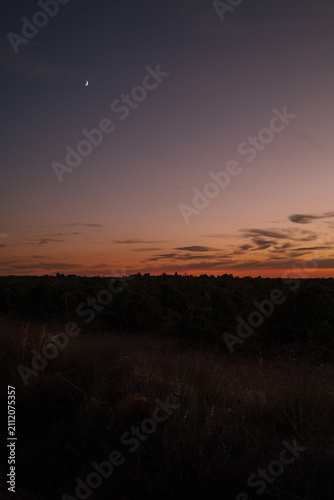 Фотография Atardecer en un viñedo de Castilla y León