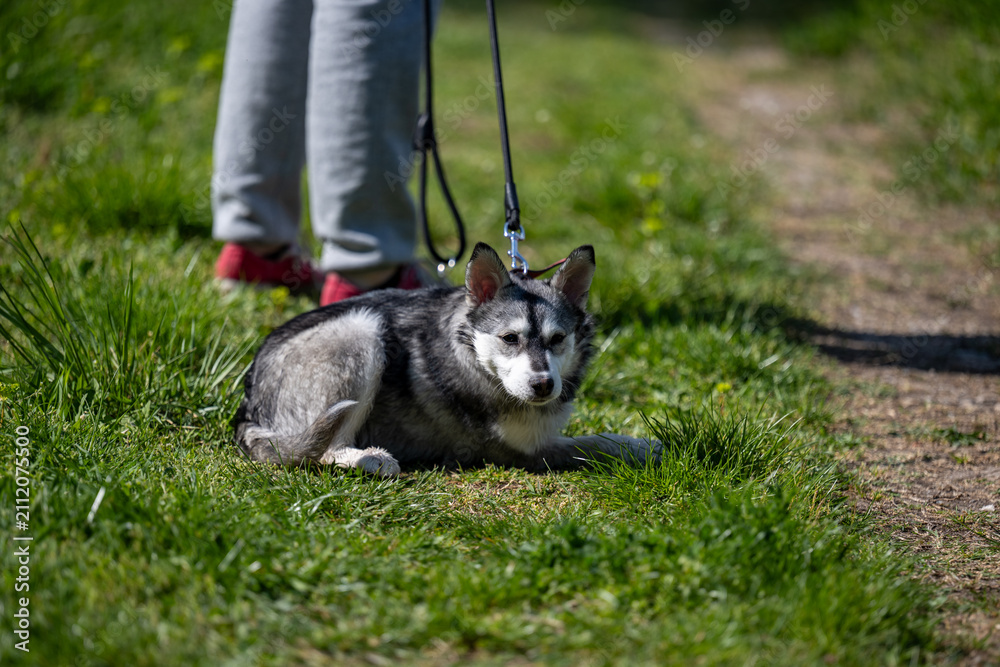 Fototapeta premium A close-up of a Siberian Husky mix resting on the grass, with an alert expression on his face and ears pricked, in a natural outdoor setting with a soft bokeh background.