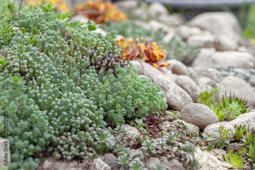 Bild auf Leinwand Mix of different stonecrops (Sedum) in a rock garden