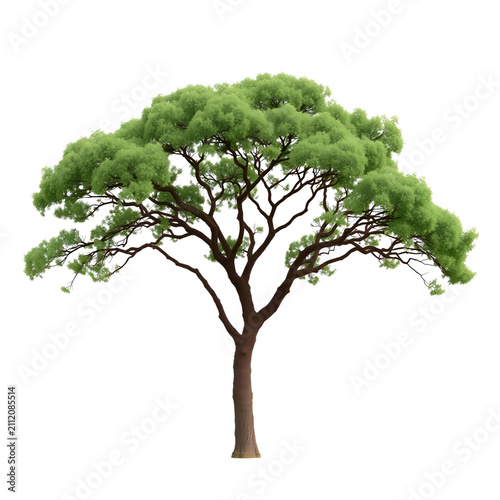 Majestic solitary tree with lush green foliage against bright white background in minimalist style
