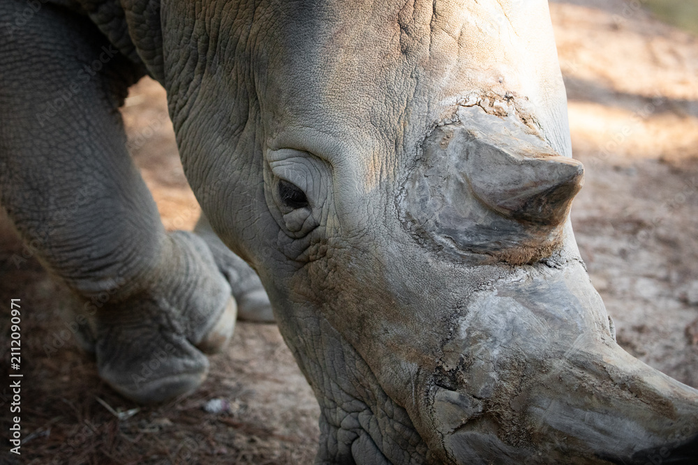 Fototapeta premium Closeup Rhino Head Grazing Natural Habitat