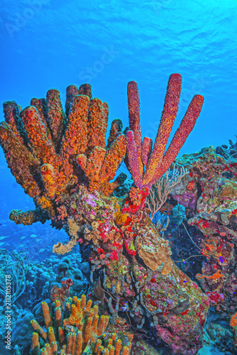 Caribbean coral garden, underwater Bonaire