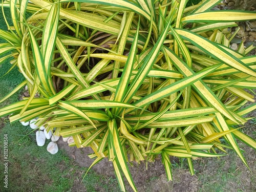 Foto spider plants are praised for their rapid growth, without regular pruning, the p