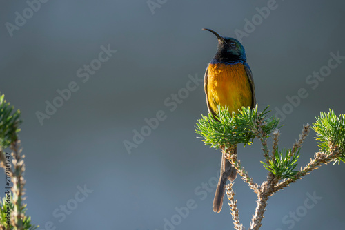 An orange-breasted sunbird (Anthobaphes violacea) perched on a fynbos shrub at Betty's Bay, Western Cape, South Africa. A colourful endemic Cape Floristic Region bird in its natural habitat.