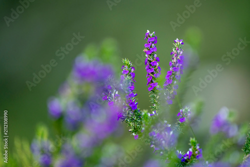 Spiky purple gorse (Muraltia heisteria) flowering in a Kogelberg mountain valley near Betty's Bay, Western Cape, South Africa, highlighting endemic fynbos flora of the Cape Floristic Region.