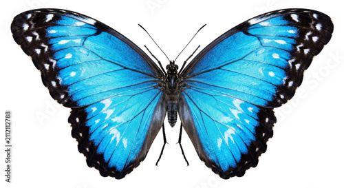 Fotografía Vibrant blue morpho butterfly with intricate wing patterns and black edges
