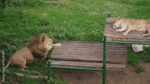Male lion with full mane peers from behind wooden platform while lioness sleeps on elevated wooden surface. Green grass wildflowers surround them. Soft natural light, earthy tones, calm mood