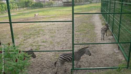 Zebras roam within green metal fence enclosure on dry earth with sparse green grass. Natural daylight highlights black white stripes. Composition shows multiple zebras at different depths