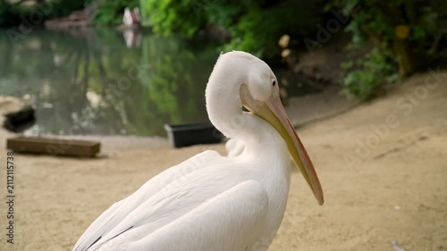 White pelican resting near water with green foliage background